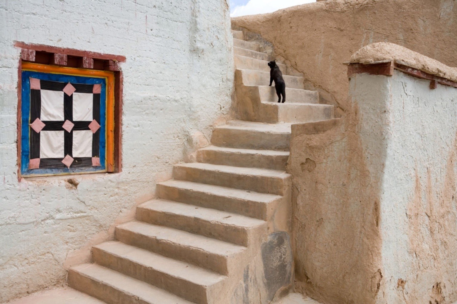 dog on stone stairs