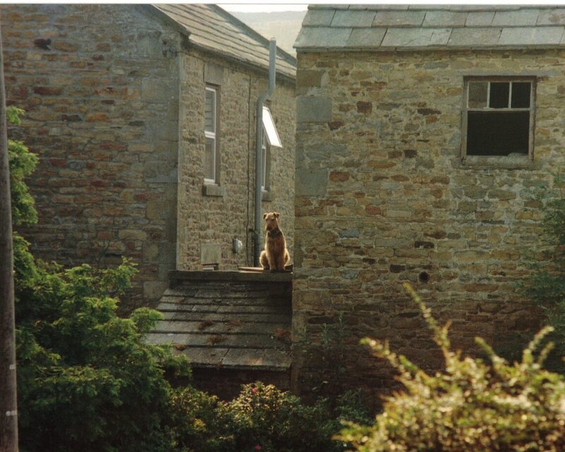 Dog on Stone Step