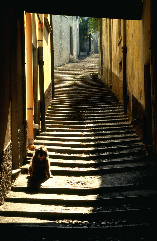 dog on stone steps in alley