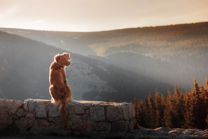 Dog on Stone Wall — Brown