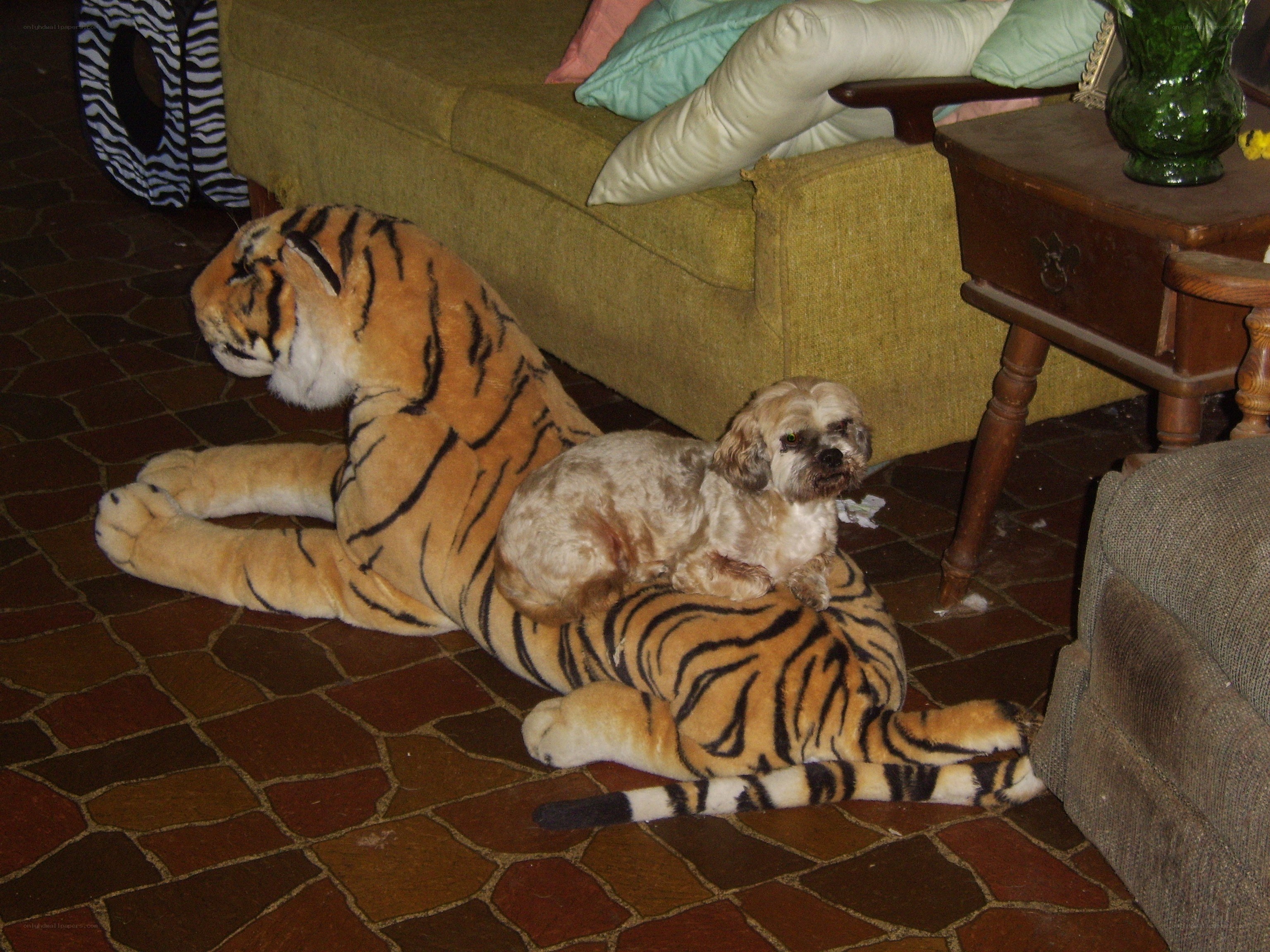dog on stuffed tiger toy