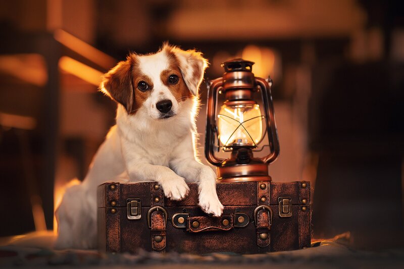 Dog on Suitcase — Brown