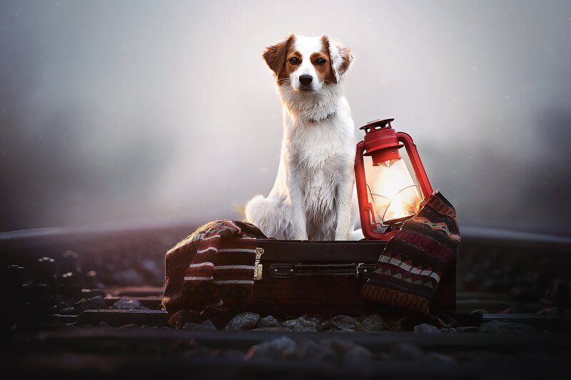 Dog on Suitcase