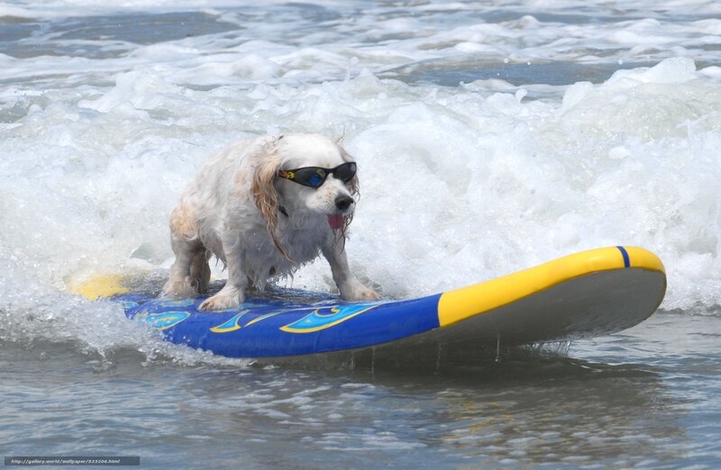 Dog on Surfboard — Blue, Playful