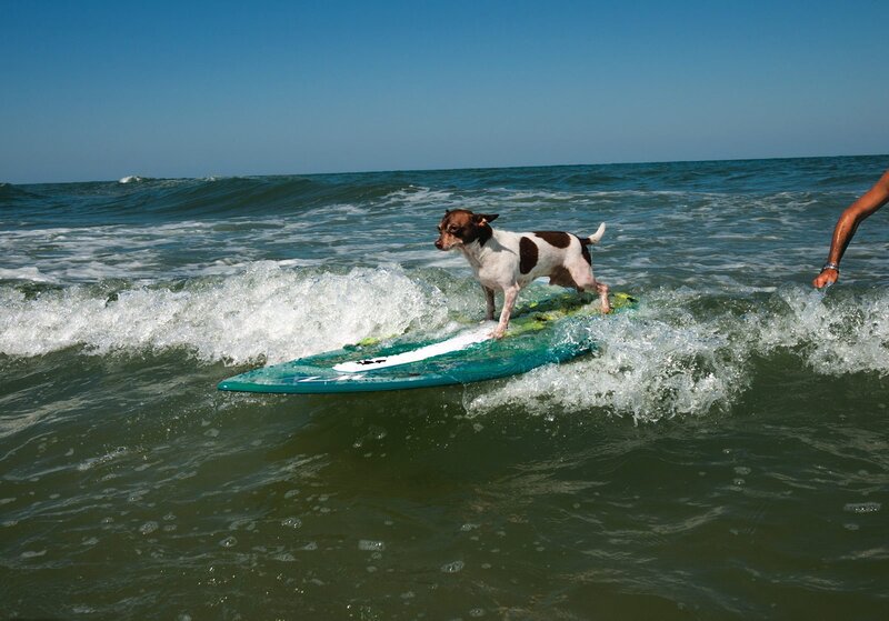 Dog on Surfboard — Blue