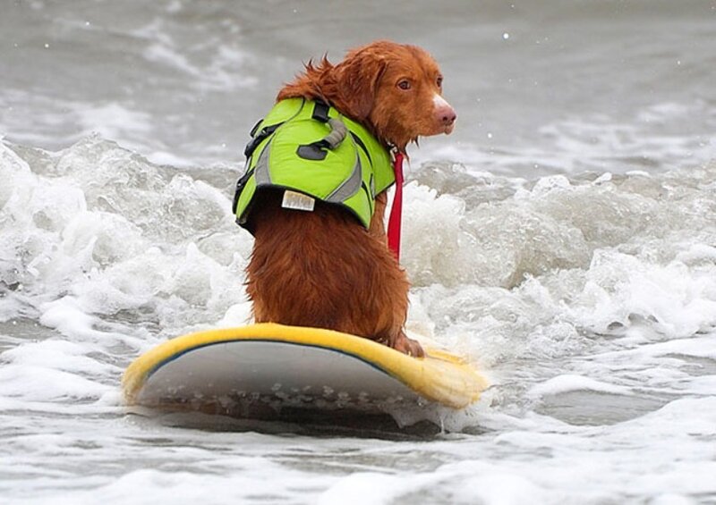 Dog on Surfboard — Brown