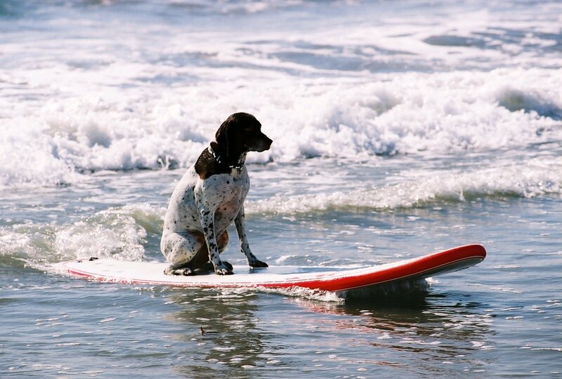 Dog on Surfboard