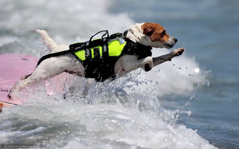 Dog on Surfboard — White, Active, Afternoon, Photograph