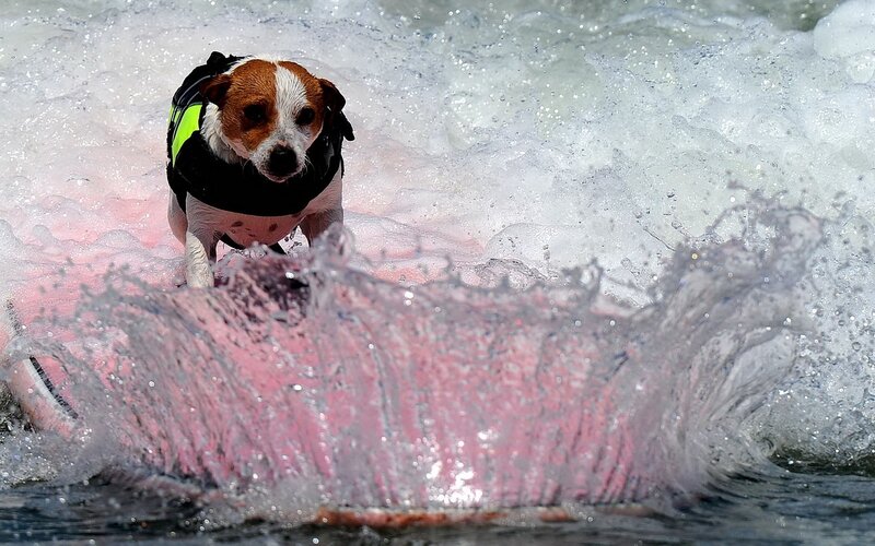 Dog on Surfboard — White, Active, Afternoon