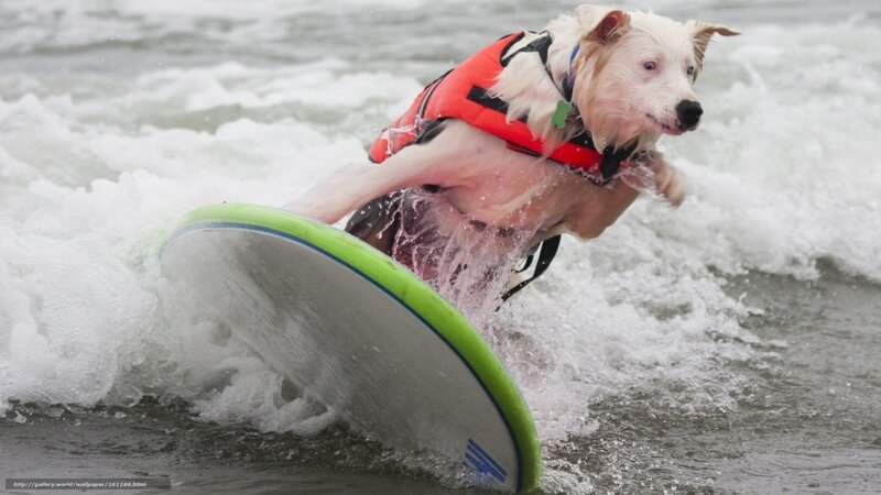 Dog on Surfboard — White, Active, Photograph