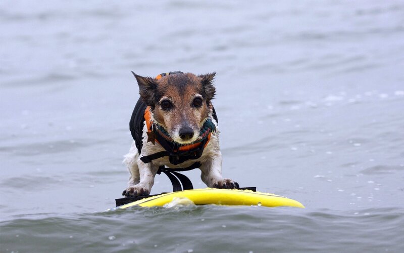 Dog on Surfboard — Yellow, Active