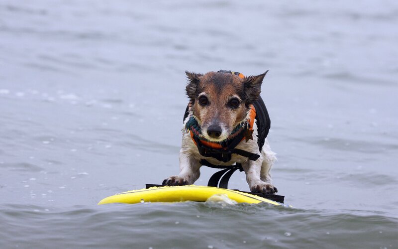 Dog on Surfboard — Yellow