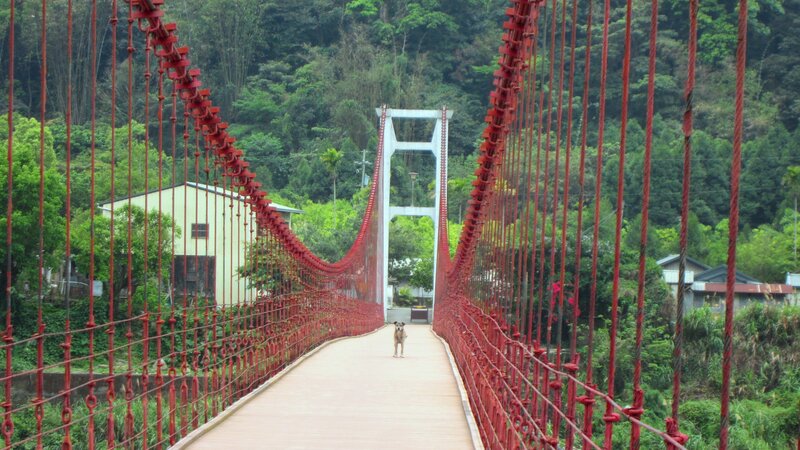 Dog on Suspension Bridge