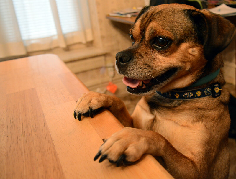 Dog on Table