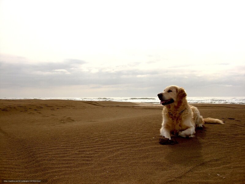 dog on the beach