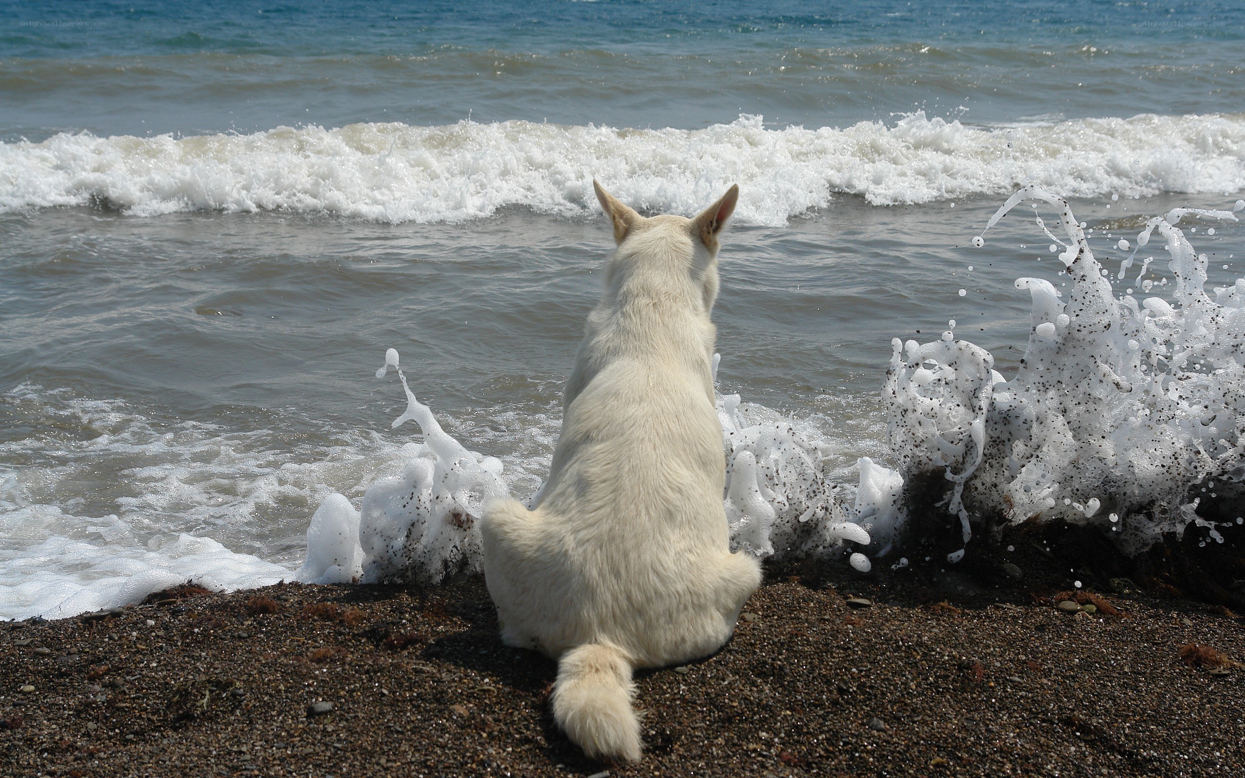 Dog on the beach