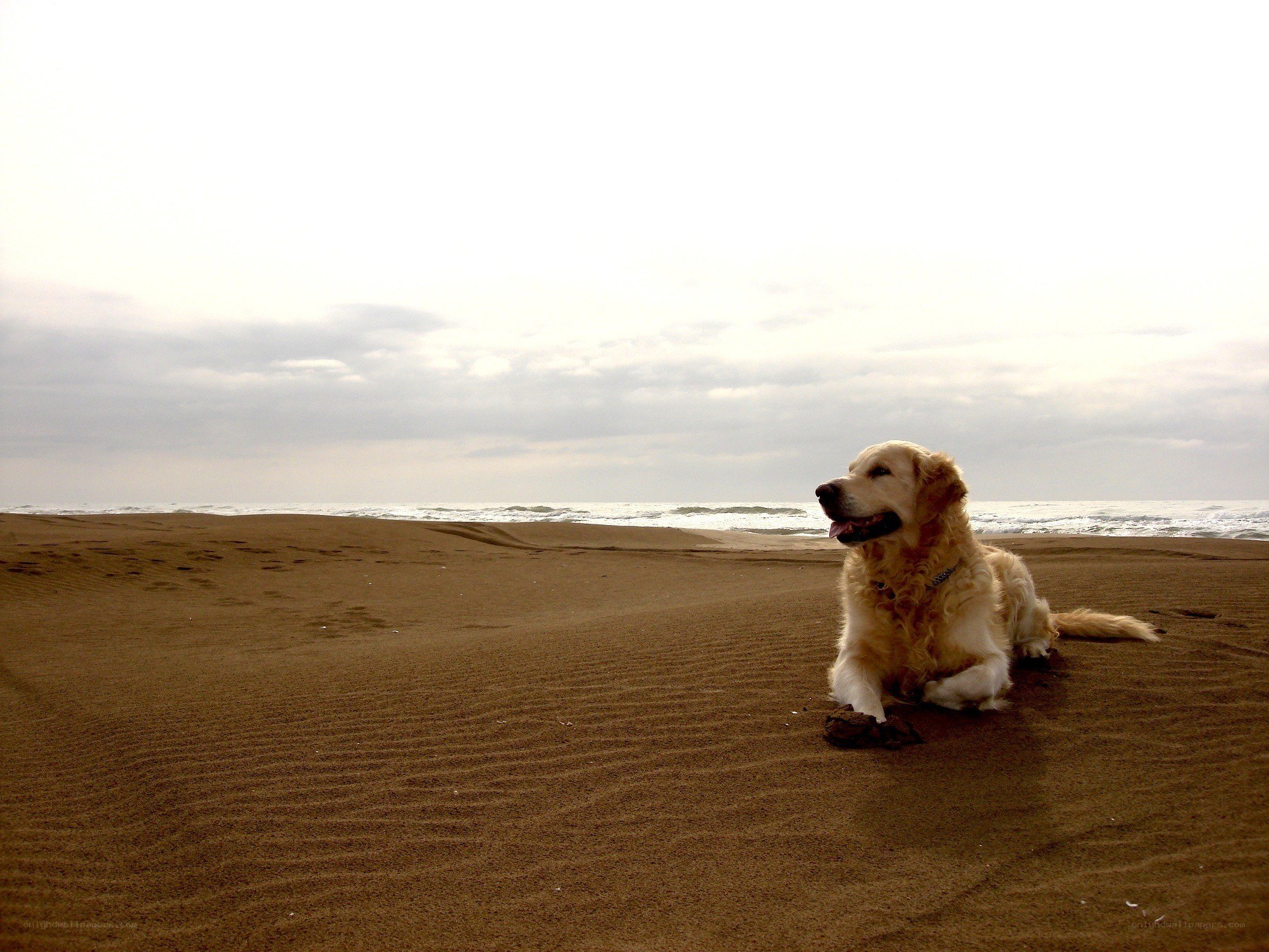 dog on the beach