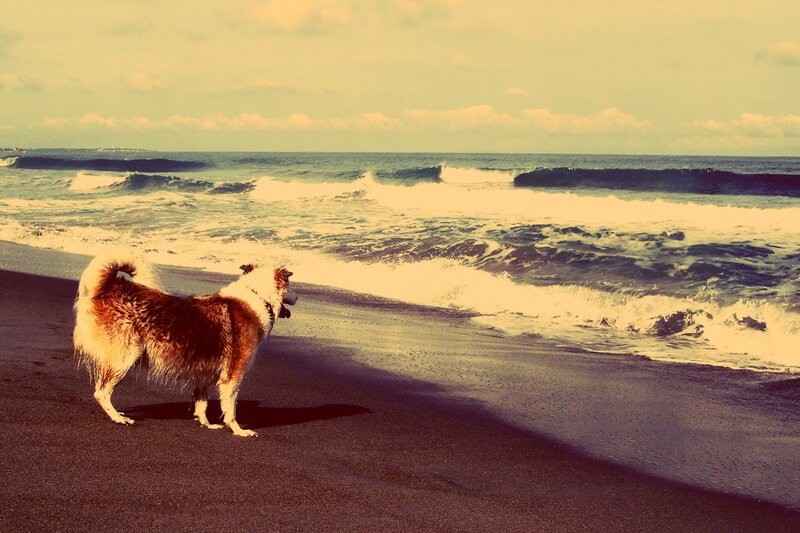 dog on the beach