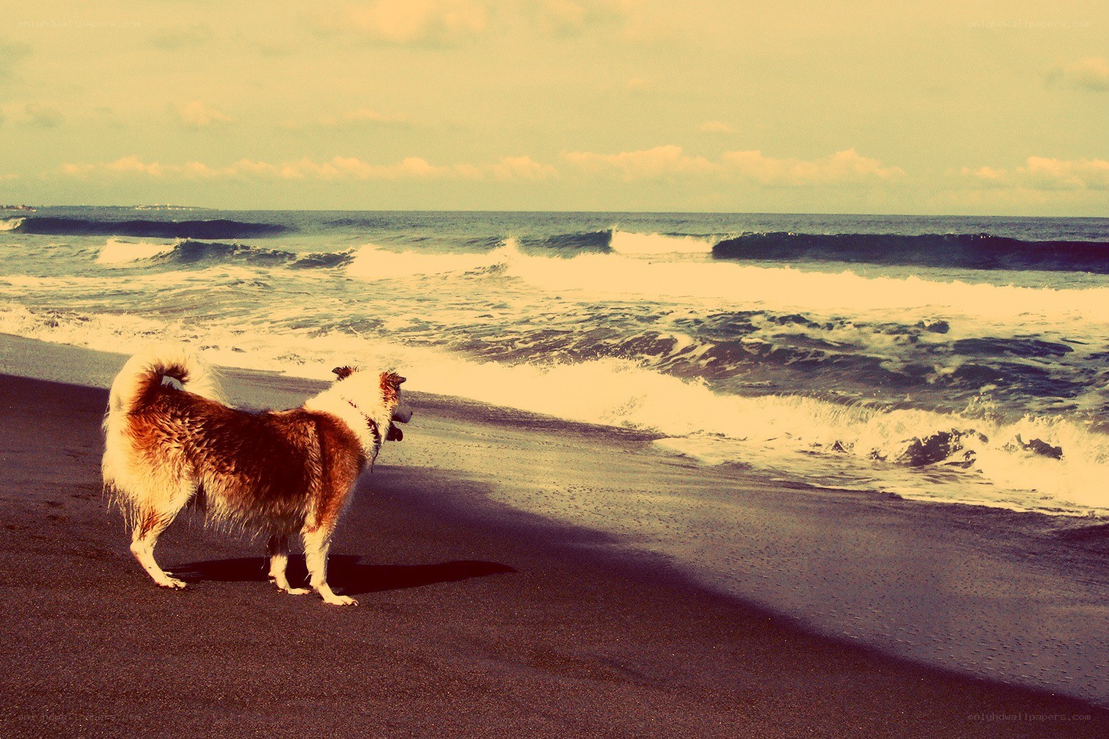 dog on the beach