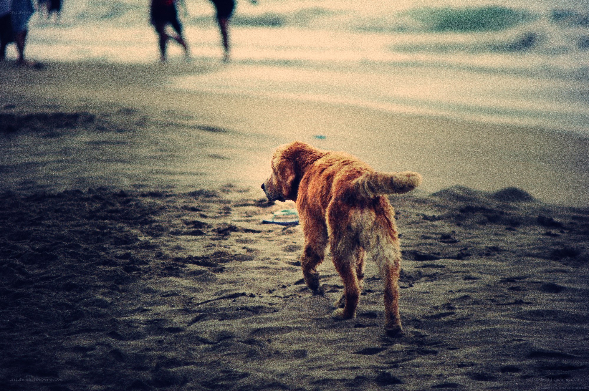 dog on the beach