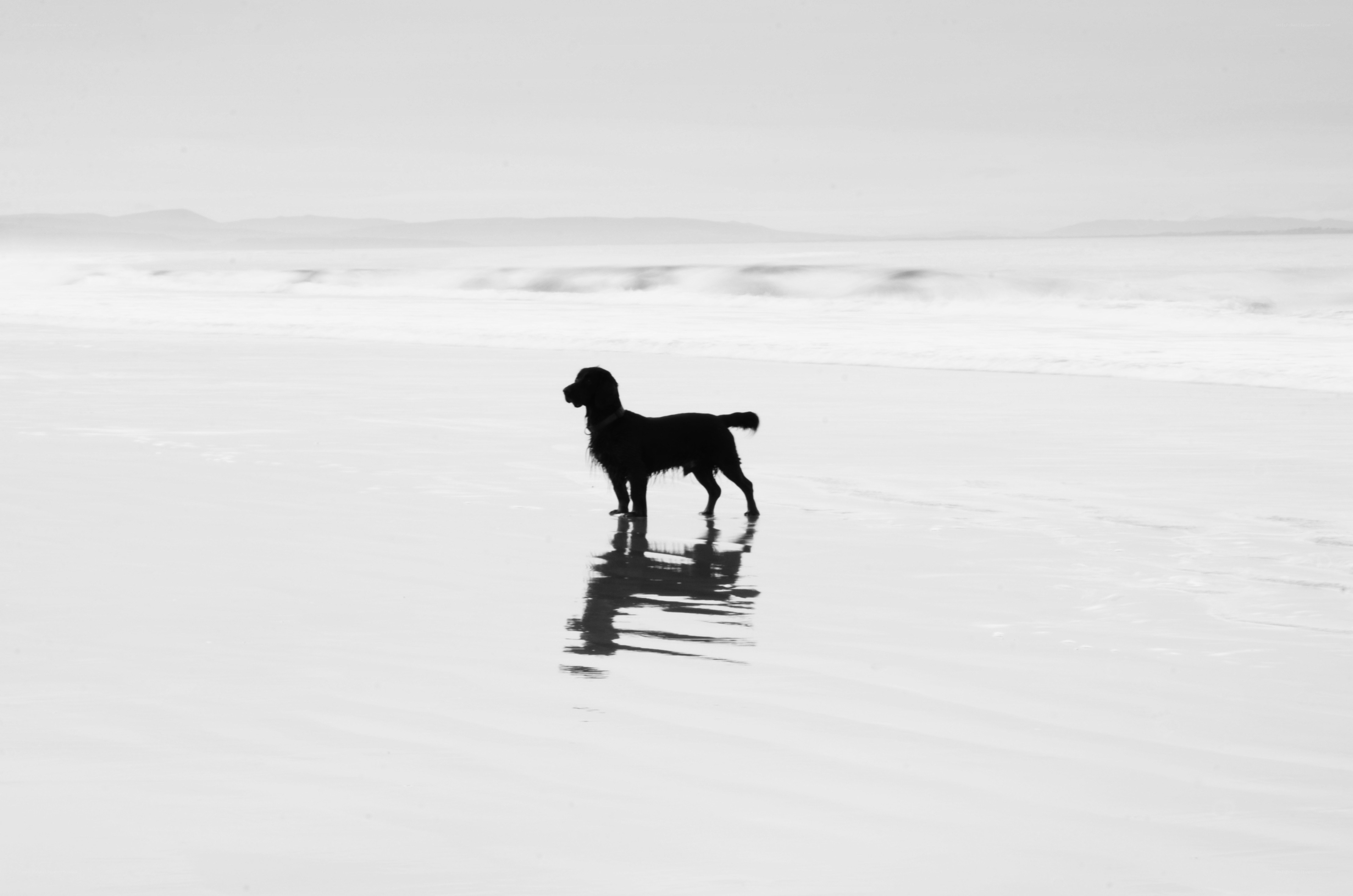 dog on the beach at low tide