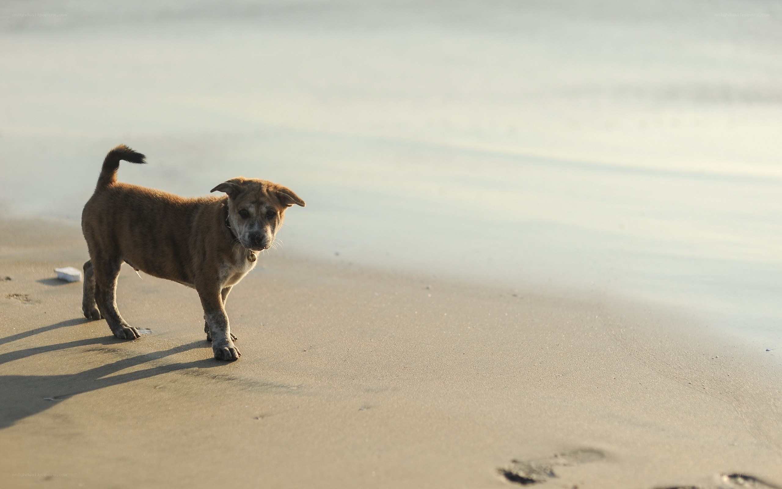 dog on the beach at sunset