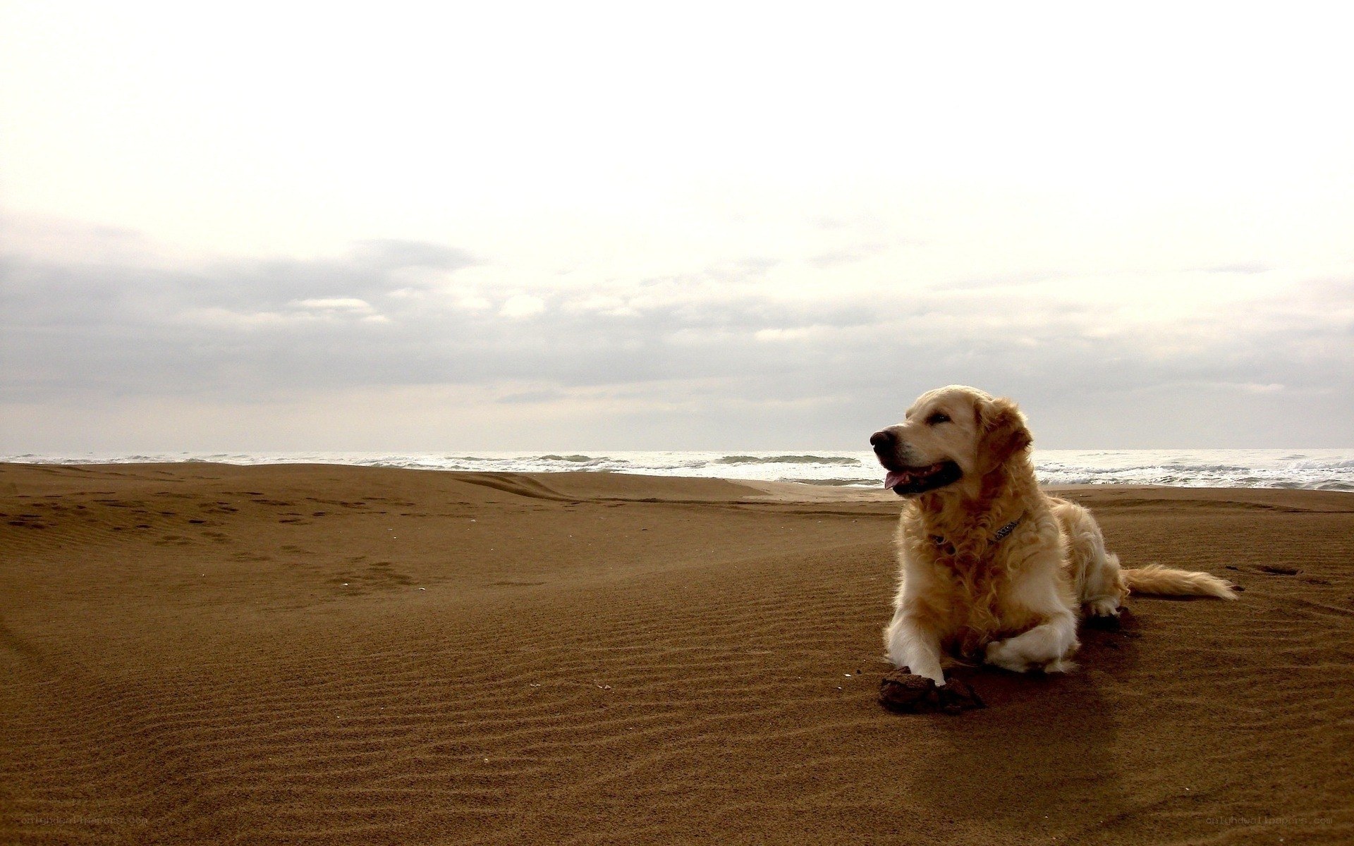 dog on the beach