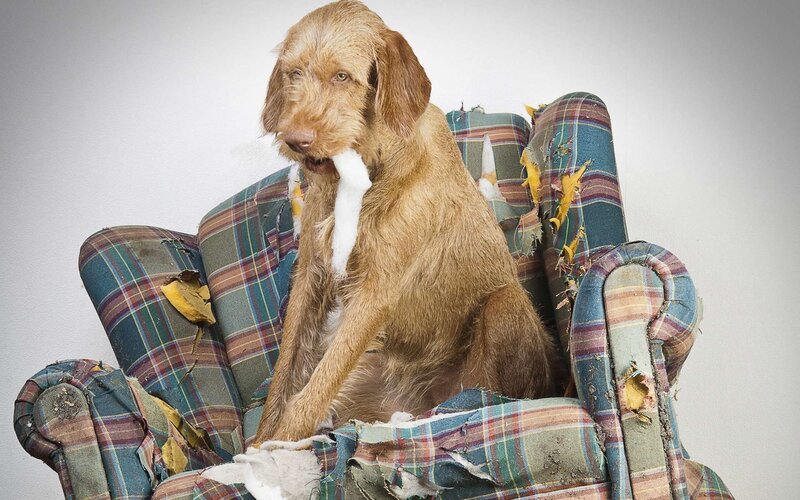 Dog on Torn Armchair
