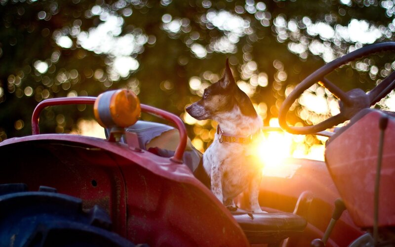 Dog on Tractor