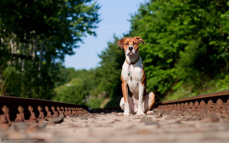 Dog on Train Tracks — Brown, Calm