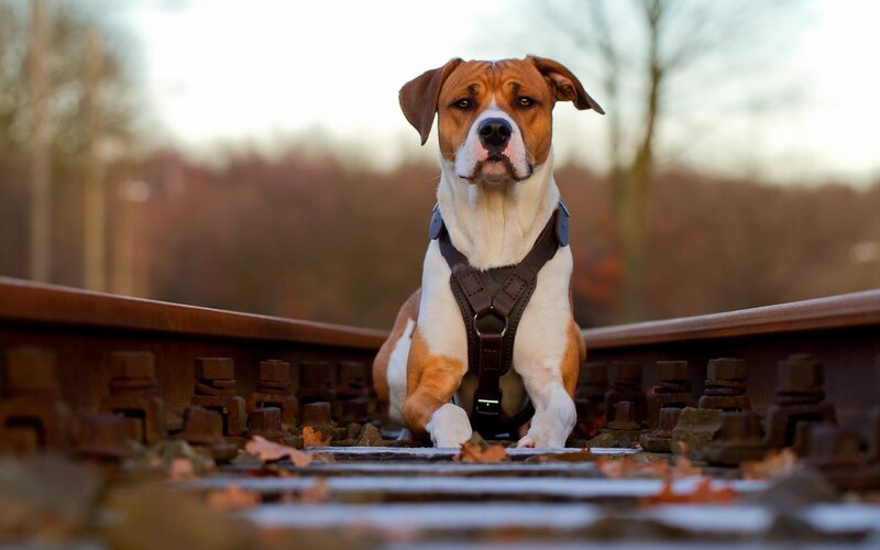 Dog on Train Tracks — Brown