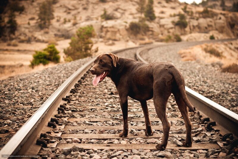 dog on train tracks