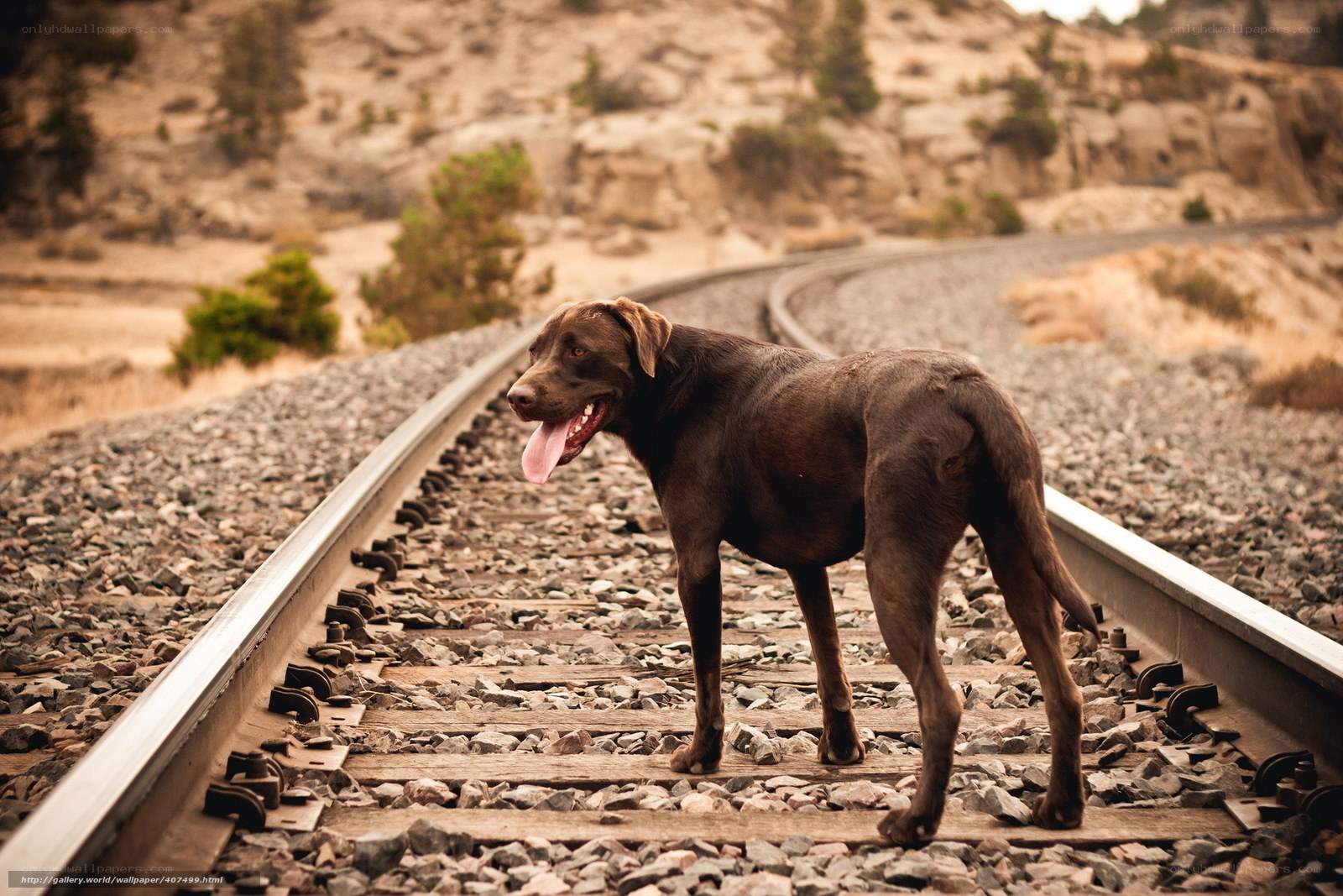 dog on train tracks