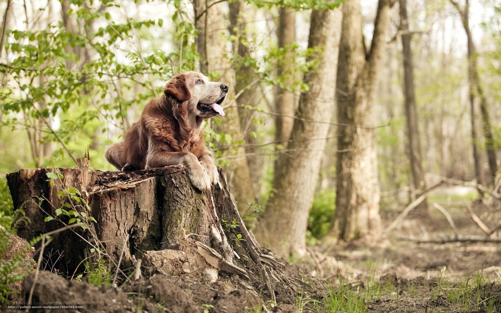 dog on tree stump in forest