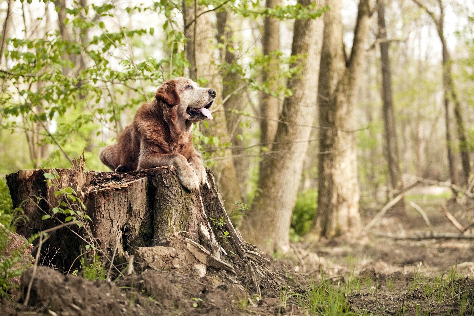 dog on tree stump in forest