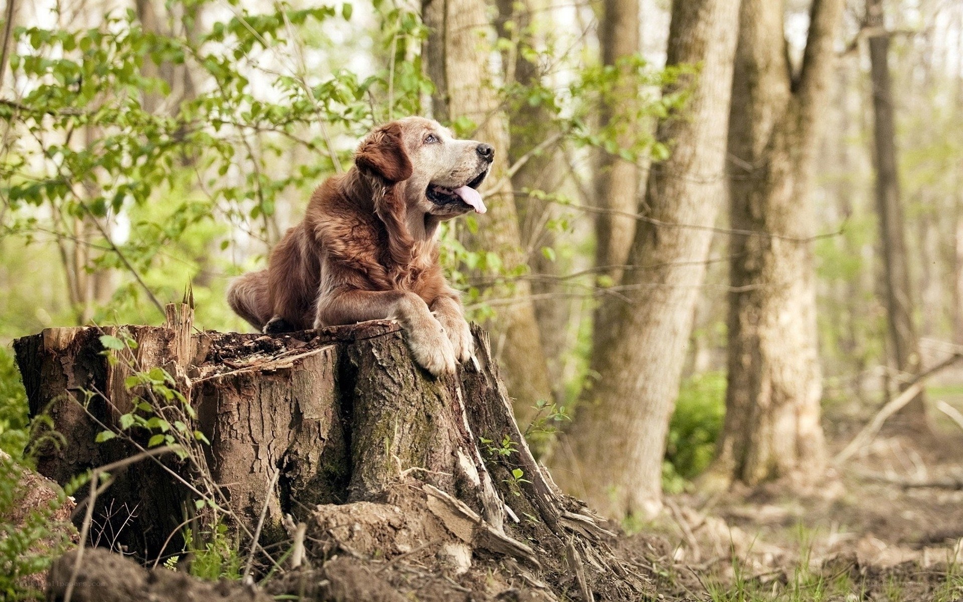 dog on tree stump in forest