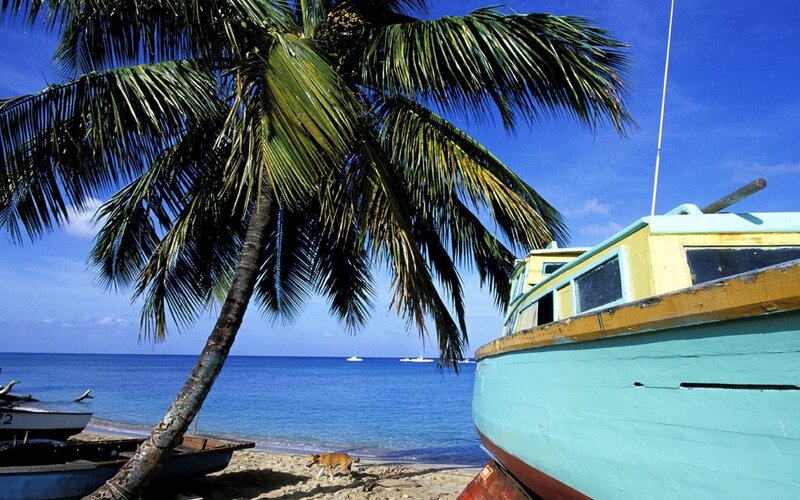 Dog on Tropical Beach — Blue, Serene, Afternoon