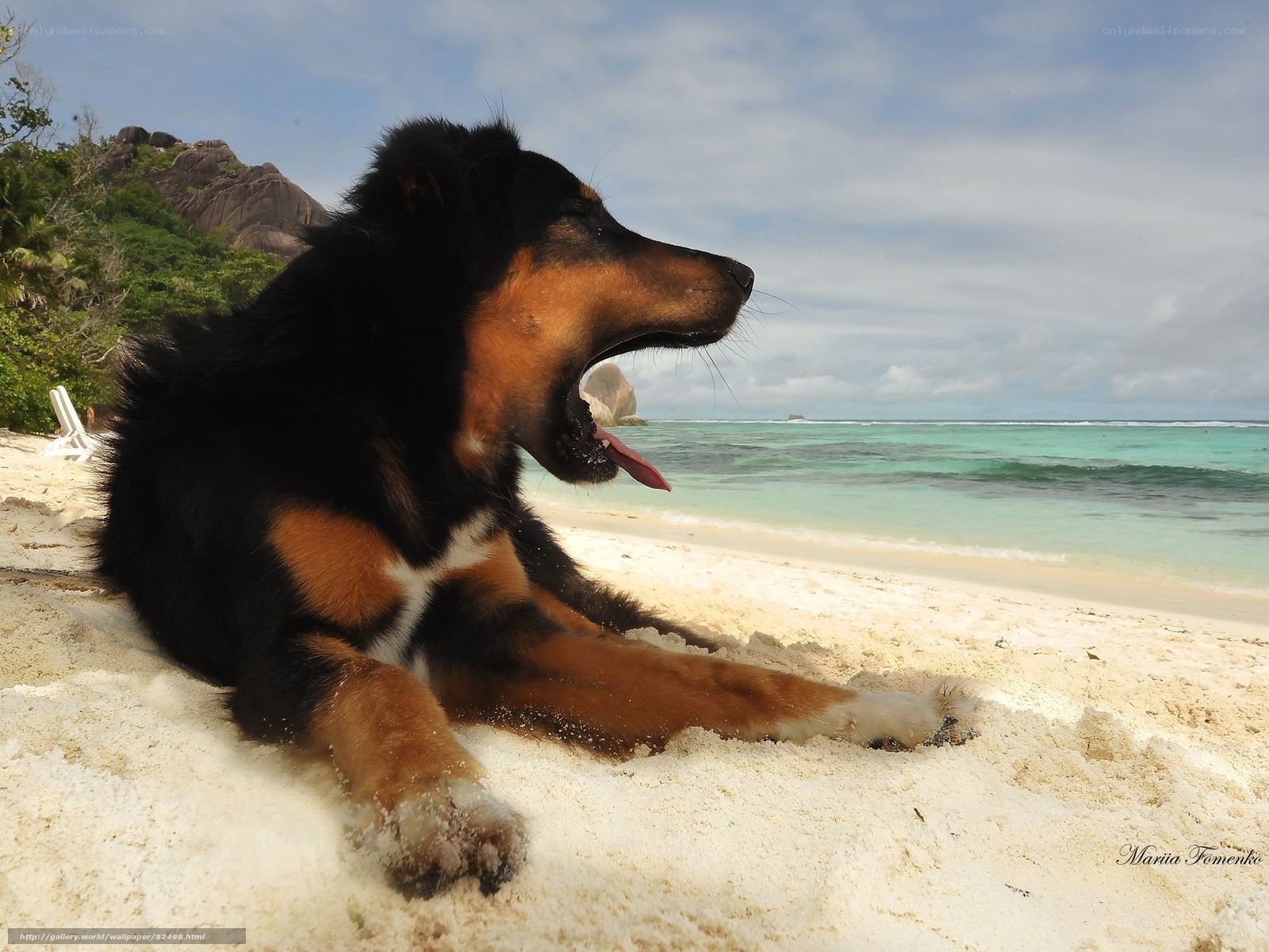 dog on tropical beach