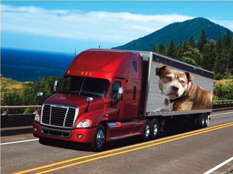 Dog on Truck Trailer