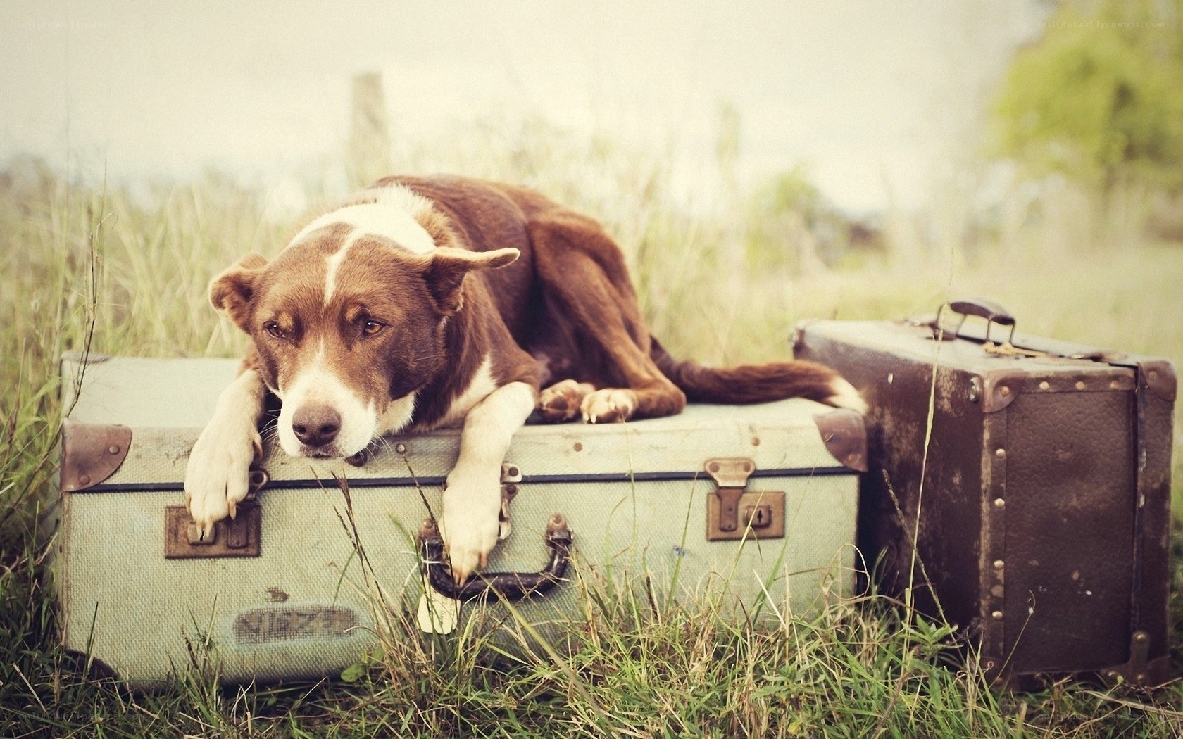 dog on vintage suitcase