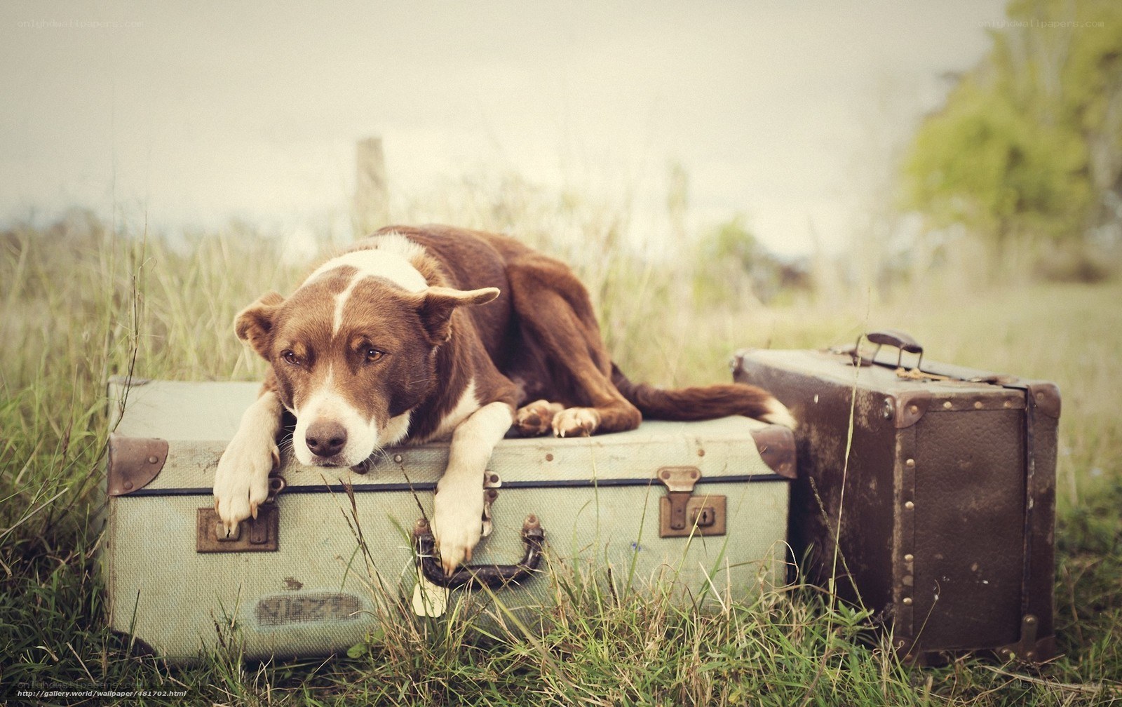 dog on vintage suitcase
