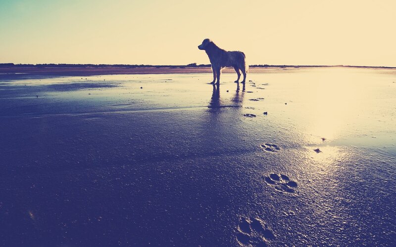 Dog on Wet Beach
