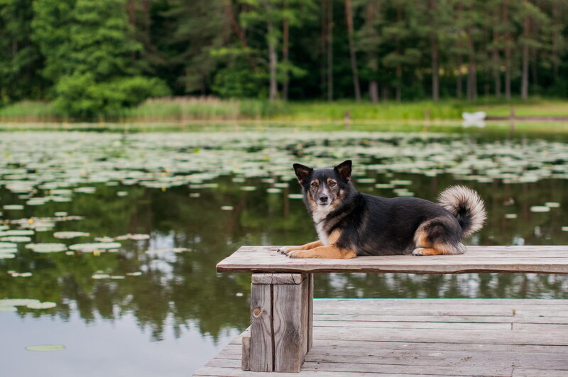 Dog on Wooden Bench — Green, Serene