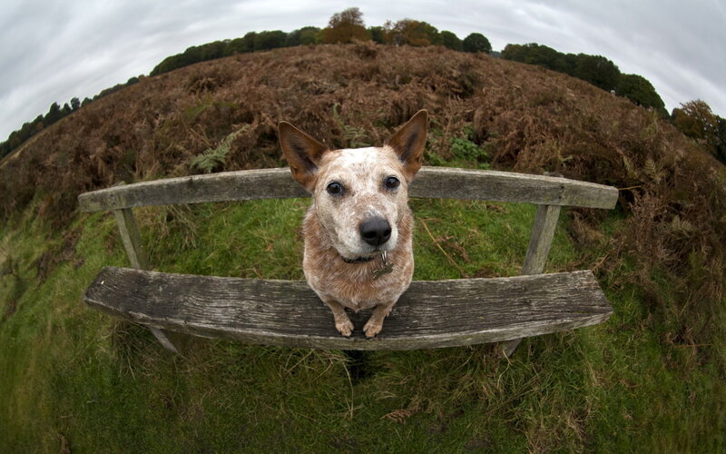 Dog on Wooden Bench — Green