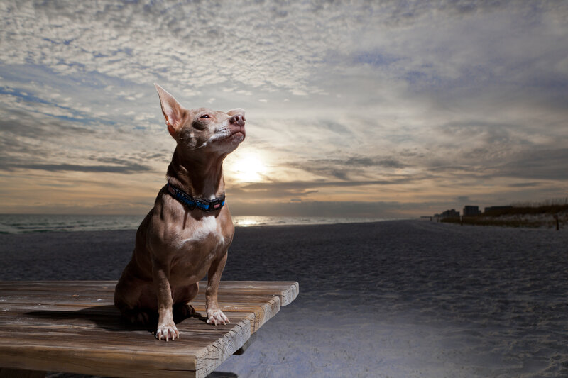 Dog on Wooden Bench