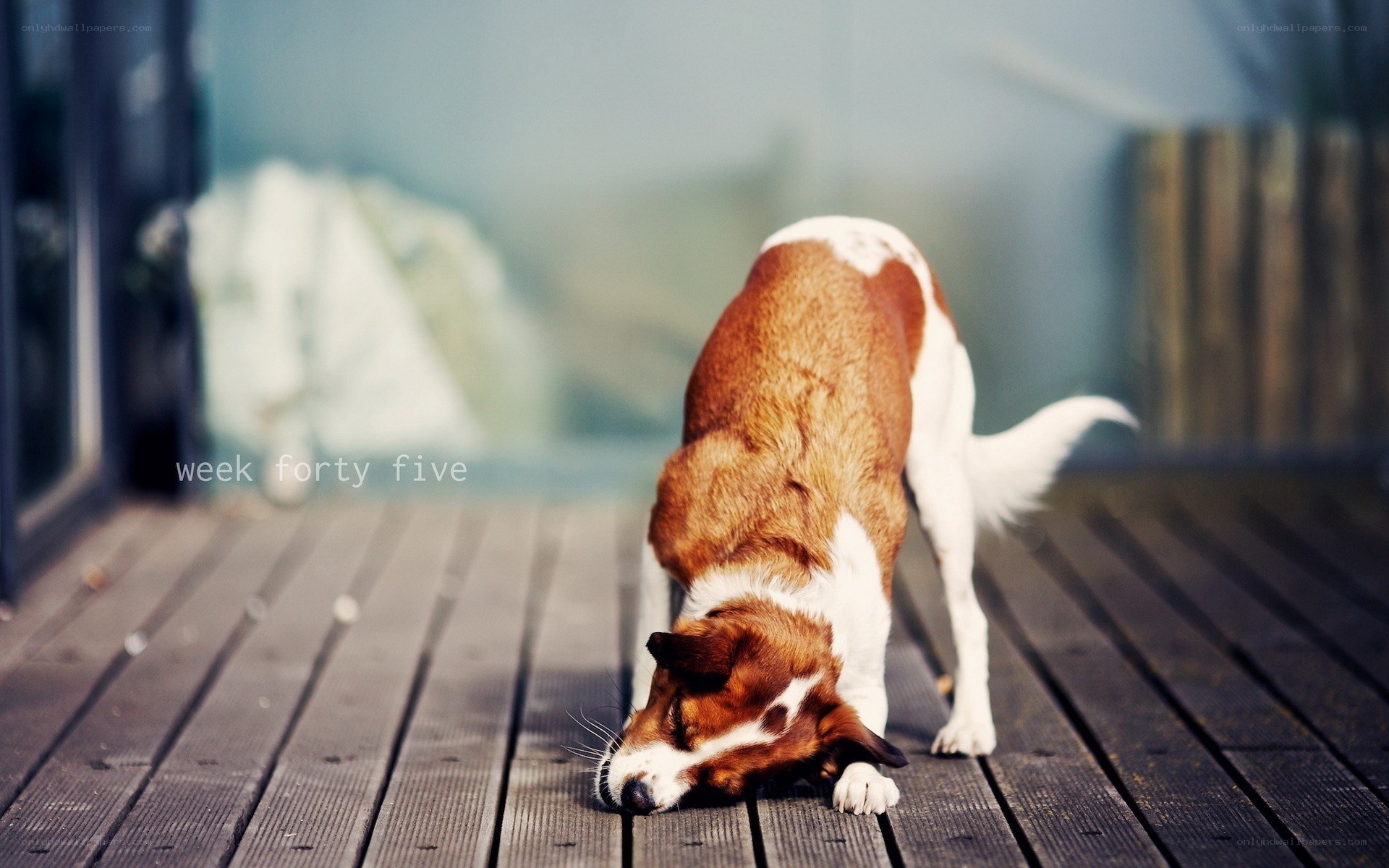 dog on wooden deck