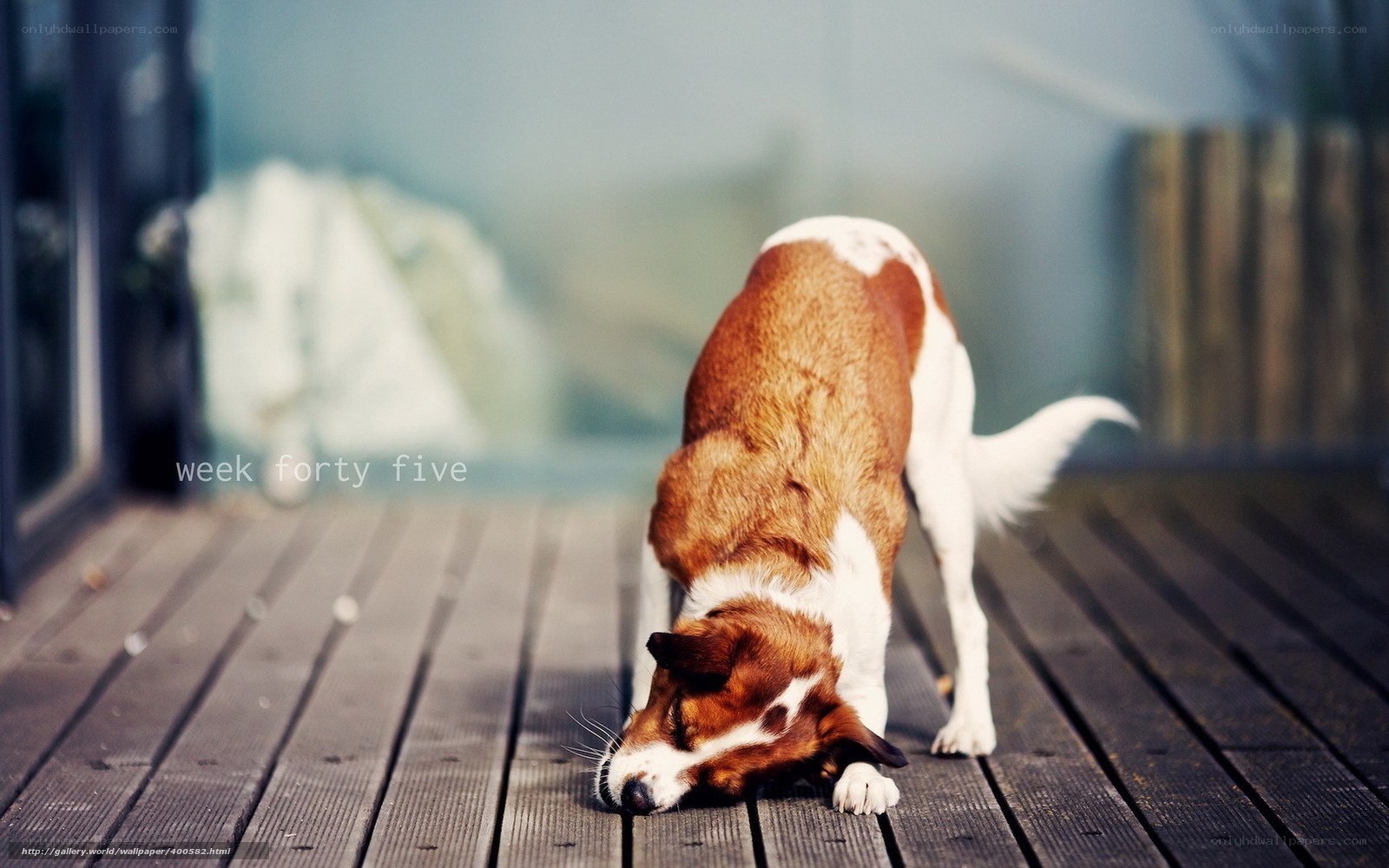 dog on wooden deck