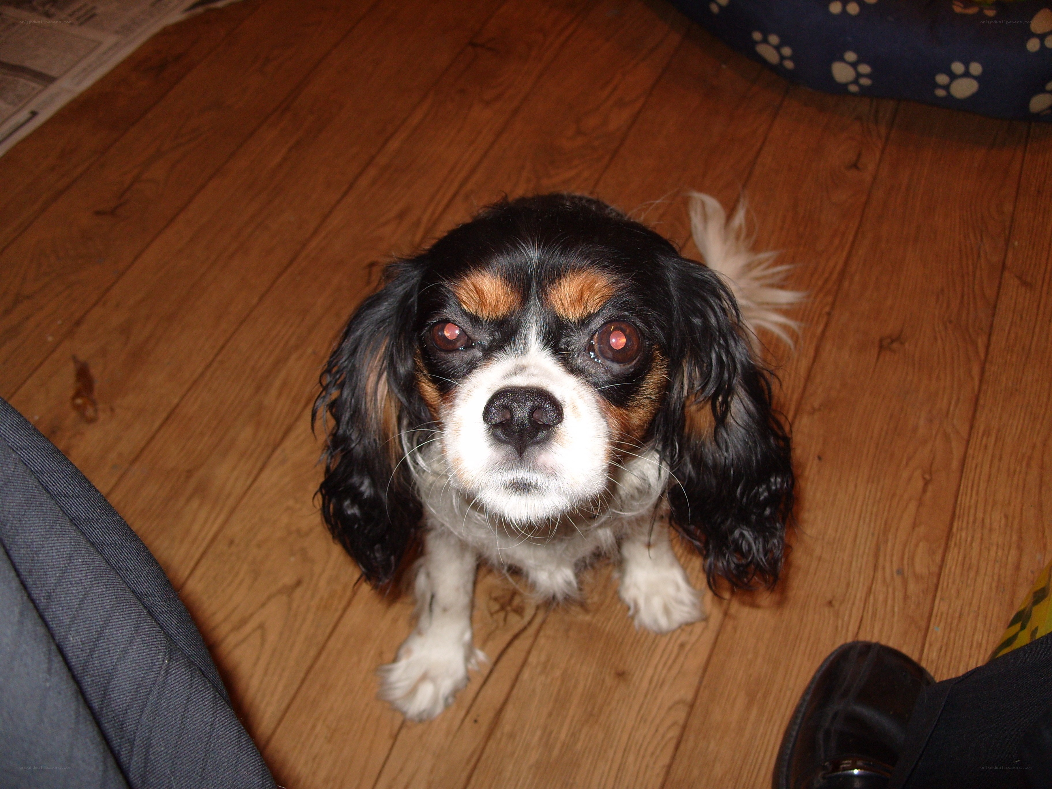 dog on wooden floor