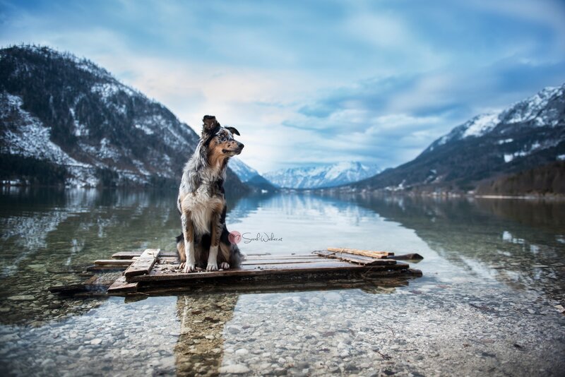 Dog on Wooden Raft
