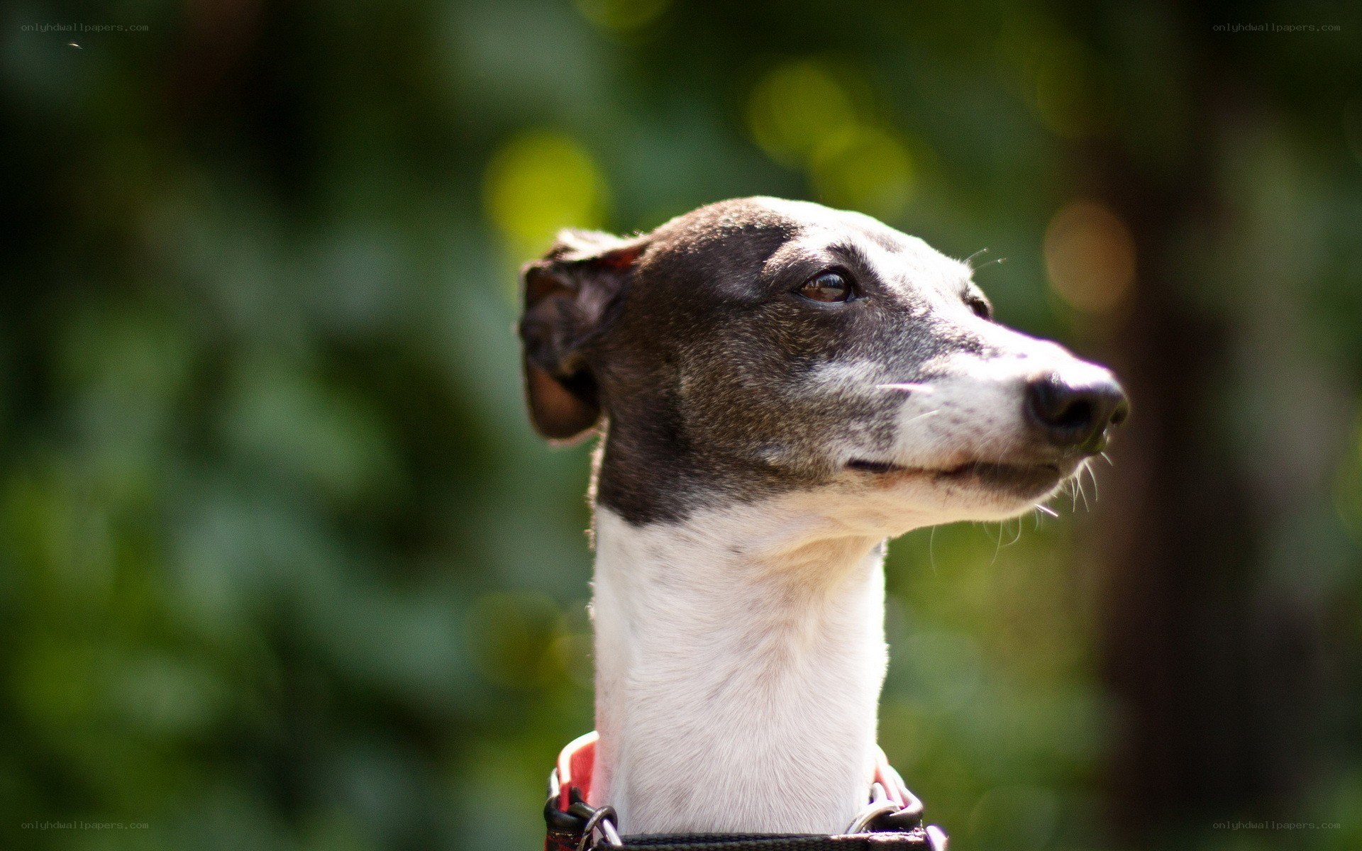 dog outdoors in sunlight